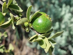 Vangueria parvifolia