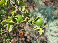 Vangueria parvifolia