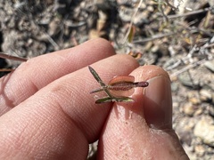 Acleisanthes angustifolia