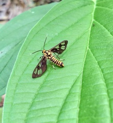 Amata huebneri