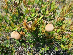 Ancylobothrys capensis