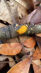 Tremella mesenterica