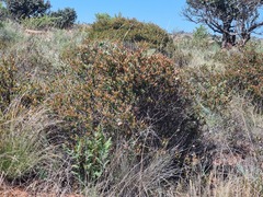 Ancylobothrys capensis