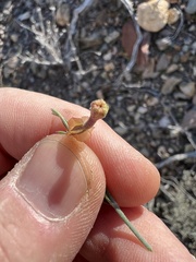 Acleisanthes angustifolia