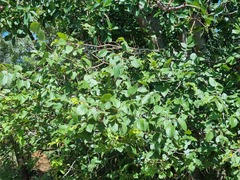 Celtis africana