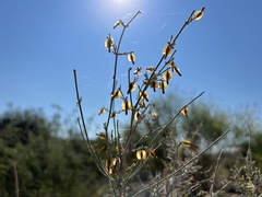 Acleisanthes angustifolia
