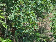 Ficus burkei