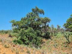 Ficus burkei