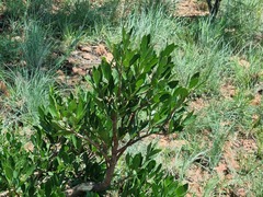 Canthium suberosum