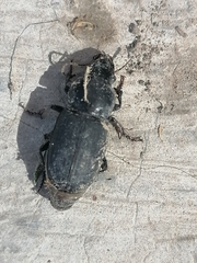 Harpalini