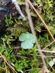 Glechoma hederacea