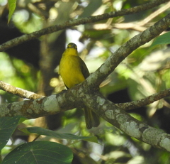 Iole indica