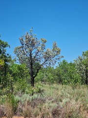 Protea caffra caffra