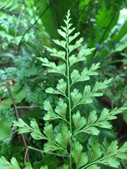 Asplenium laserpitiifolium