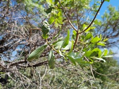 Ozoroa paniculosa
