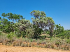 Ozoroa paniculosa