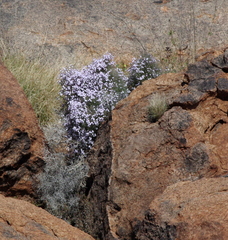 Jamesbrittenia ramosissima