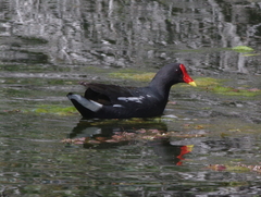 Gallinula chloropus meridionalis