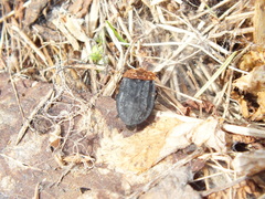 Oiceoptoma thoracicum