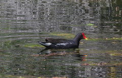 Gallinula chloropus meridionalis