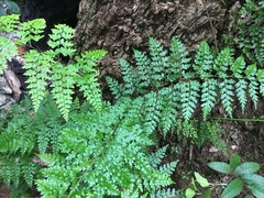 Asplenium laserpitiifolium