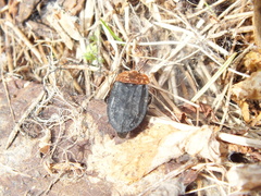 Oiceoptoma thoracicum