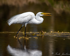 Ardea alba egretta