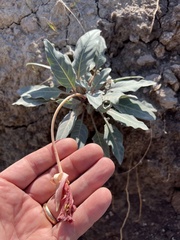 Oenothera brachycarpa