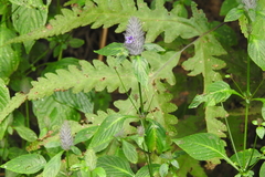 Acanthoideae