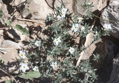 Euploca confertifolia