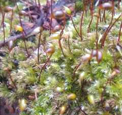 Brachytheciastrum velutinum