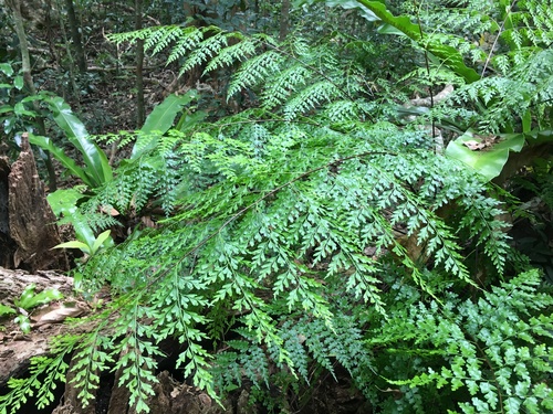 Asplenium laserpitiifolium iNat (2)
