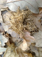 Andricus caputmedusae