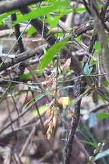 Thunbergia