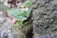 Gekkota