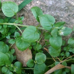 Stellaria media