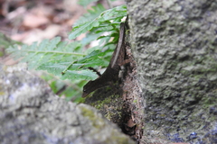 Gekkota