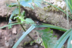 Ommatiini