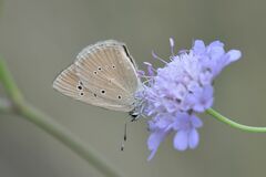 Polyommatus humedasae