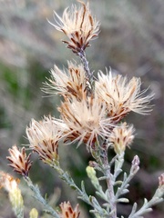 Ericameria palmeri