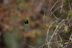 Thermorthemis madagascariensis
