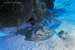 Urobatis jamaicensis