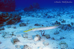 Aulostomus maculatus