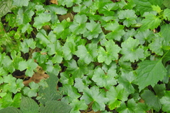 Centella asiatica