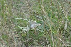 Melitaea phoebe