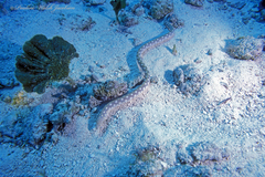 Myrichthys breviceps