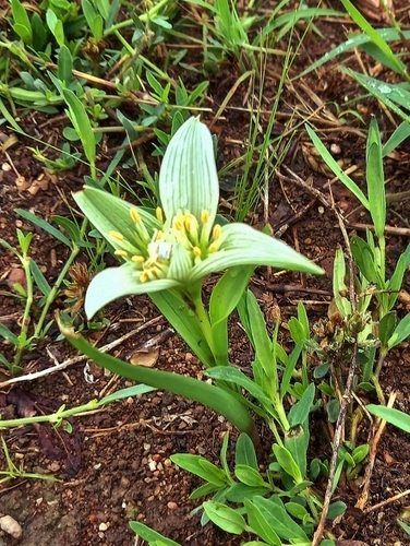 Colchicum striatum