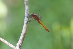 Thermorthemis madagascariensis