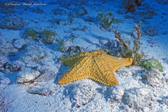 Oreaster reticulatus