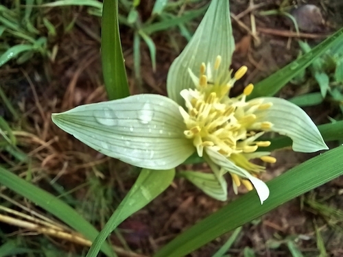 Colchicum striatum